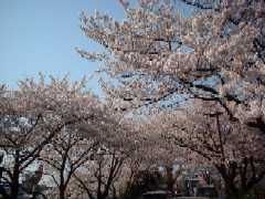Cherry blossoms